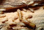 Pacific Dampwood Termite, (Zootermopsis angusticollis), Termopsidae, OEIV01P03_11