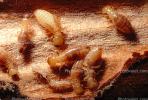 Pacific Dampwood Termite, (Zootermopsis angusticollis), Termopsidae, OEIV01P03_13.0357
