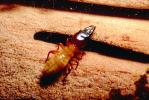 Pacific Dampwood Termite, (Zootermopsis angusticollis), Termopsidae, OEIV01P03_14.0357