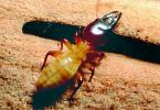 Pacific Dampwood Termite, (Zootermopsis angusticollis), Termopsidae, OEIV01P03_14B