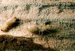 Pacific Dampwood Termite, (Zootermopsis angusticollis), Termopsidae, OEIV01P03_18