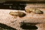 Pacific Dampwood Termite, (Zootermopsis angusticollis), Termopsidae, OEIV01P03_19