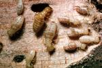 Pacific Dampwood Termite, (Zootermopsis angusticollis), Termopsidae, OEIV01P04_01