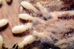 Pacific Dampwood Termite, (Zootermopsis angusticollis), Termopsidae, OEIV01P04_03