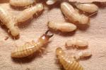 Pacific Dampwood Termite, (Zootermopsis angusticollis), Termopsidae, OEIV01P04_04