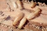 Pacific Dampwood Termite, (Zootermopsis angusticollis), Termopsidae, OEIV01P04_06