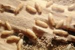 Pacific Dampwood Termite, (Zootermopsis angusticollis), Termopsidae, OEIV01P04_07