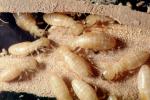 Pacific Dampwood Termite, (Zootermopsis angusticollis), Termopsidae, OEIV01P04_08