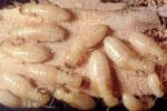 Pacific Dampwood Termite, (Zootermopsis angusticollis), Termopsidae, OEIV01P04_09