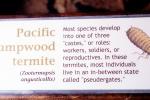 Pacific Dampwood Termite, (Zootermopsis angusticollis), Termopsidae, OEIV01P04_10