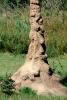 Termite Mound, Hill, Florida, USA, OEIV01P04_11B