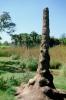 Termite Mound, Hill, Florida, USA, OEIV01P04_12