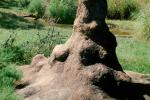 Termite Mound, Hill, Florida, USA, OEIV01P04_12B