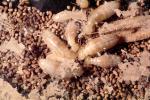 Pacific Dampwood Termite, (Zootermopsis angusticollis), Termopsidae, OEIV01P04_14