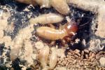 Pacific Dampwood Termite, (Zootermopsis angusticollis), Termopsidae, OEIV01P04_15