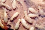 Pacific Dampwood Termite, (Zootermopsis angusticollis), Termopsidae, OEIV01P04_16