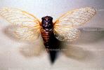 Cicada, OELV01P03_18
