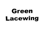 Green Lacewing Chrysoperla sp
