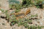 Scorpion, Gerlach, Nevada, OERV01P01_01.3335