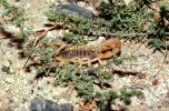 Scorpion, Gerlach, Nevada, OERV01P01_02