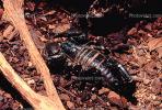 Emperor Scorpion, (Pandinus imperator), Scorpiones, Scorpionidae, OERV01P01_05.3335