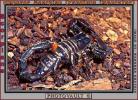 Emperor Scorpion, (Pandinus imperator), Scorpiones, Scorpionidae, OERV01P01_06