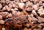 Scorpion, Babies, Costa Rica, OERV01P01_09.3335