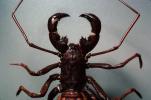 Whiptail Scorpian, Mastigoproctus giganteus, Thelyphonida, Thelyphonidae, Giant Vinegaroon Whip Scorpion, OERV01P01_14