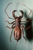 Whiptail Scorpian, (Mastigoproctus giganteus), Thelyphonida, Thelyphonidae, Giant Vinegaroon Whip Scorpion, OERV01P01_15