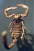 (Hadrurus arizonensis pallidus), Scorpionidae, Arizona Desert hairy scorpion, OERV01P01_16
