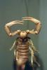 (Hadrurus arizonensis pallidus), Scorpionidae, Arizona Desert hairy scorpion