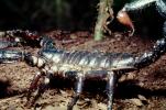 Giant African Scorpion, Emperor Scorpion, Pandinus sp, (Pandinus imperator), pedipalp, OERV01P02_03