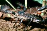 Giant African Scorpion, Emperor Scorpion, Pandinus sp, (Pandinus imperator), pedipalp, OERV01P02_04