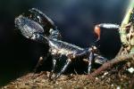 Giant African Scorpion, Emperor Scorpion, Pandinus sp, (Pandinus imperator), pedipalp, OERV01P02_06