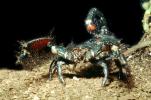 Giant African Scorpion, Emperor Scorpion, Pandinus sp, (Pandinus imperator), pedipalp, OERV01P02_08