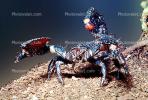 Giant African Scorpion, Emperor Scorpion, Pandinus sp, (Pandinus imperator), pedipalp, OERV01P02_08B