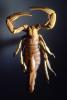 Giant Desert hairy Scorpion, (Hadrurus arizonensis pallidus), Scorpionidae, pedipalp pincers, OERV01P02_11