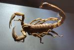 (Hadrurus arizonensis pallidus), Scorpionidae, Arizona Desert hairy scorpion, OERV01P02_16