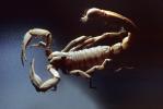 (Hadrurus arizonensis pallidus), Scorpionidae, Arizona Desert hairy scorpion, OERV01P02_17