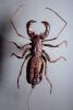 Whiptail Scorpian, (Mastigoproctus giganteus), Thelyphonida, Thelyphonidae, Giant Vinegaroon Whip Scorpion, OERV01P02_19