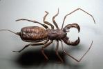 Whiptail Scorpian, (Mastigoproctus giganteus), Thelyphonida, Thelyphonidae, Giant Vinegaroon Whip Scorpion, OERV01P03_01