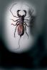 Whiptail Scorpian, (Mastigoproctus giganteus), Thelyphonida, Thelyphonidae, Giant Vinegaroon Whip Scorpion, OERV01P03_02