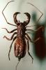 Whiptail Scorpian, (Mastigoproctus giganteus), Thelyphonida, Thelyphonidae, Giant Vinegaroon Whip Scorpion, OERV01P03_03
