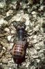 Whiptail Scorpian, (Mastigoproctus giganteus), Thelyphonida, Thelyphonidae, Giant Vinegaroon Whip Scorpion, OERV01P03_04