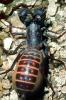 Whiptail Scorpian, (Mastigoproctus giganteus), Thelyphonida, Thelyphonidae, Giant Vinegaroon Whip Scorpion, OERV01P03_05