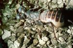 Whiptail Scorpian, (Mastigoproctus giganteus), Thelyphonida, Thelyphonidae, Giant Vinegaroon Whip Scorpion, OERV01P03_06