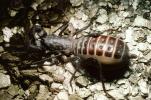 Whiptail Scorpian, (Mastigoproctus giganteus), Thelyphonida, Thelyphonidae, Giant Vinegaroon Whip Scorpion, OERV01P03_07