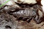 Emperor Scorpion, (Pandinus imperator), Scorpiones, Scorpionidae, OERV01P03_09