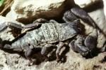 Emperor Scorpion, (Pandinus imperator), Scorpiones, Scorpionidae, OERV01P03_10