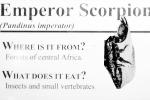 Emperor Scorpion, (Pandinus imperator), Scorpiones, Scorpionidae, OERV01P03_11